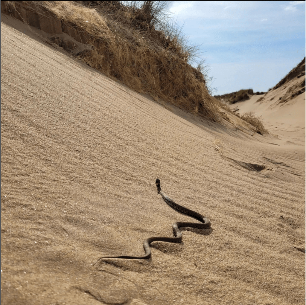 A snake winding its way across the dune sand.