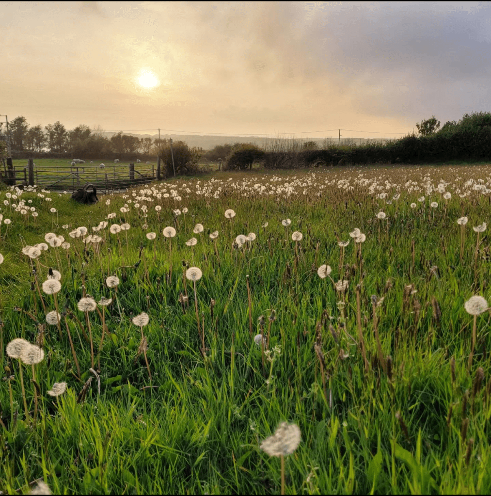 A field of seeding dandelions under a hazy sunset - in the distance hedges, a gate, trees, hills.