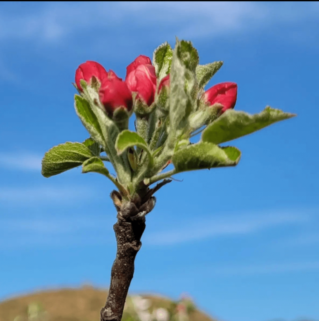 The woody stem, green leaves, and bright pink flower of wild apple blossom against a blue sky.