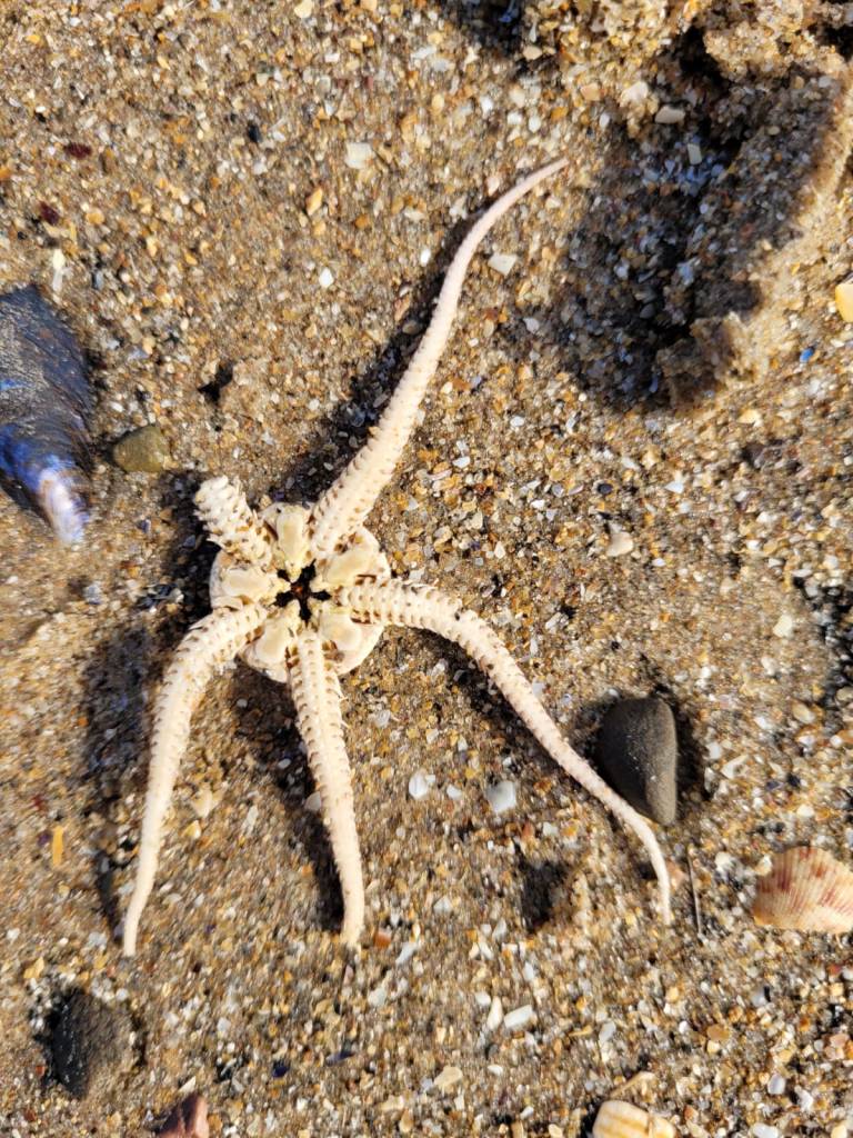 Close up of a star fish with one leg missing against a background of sand. Photo by Kristian Evans. 