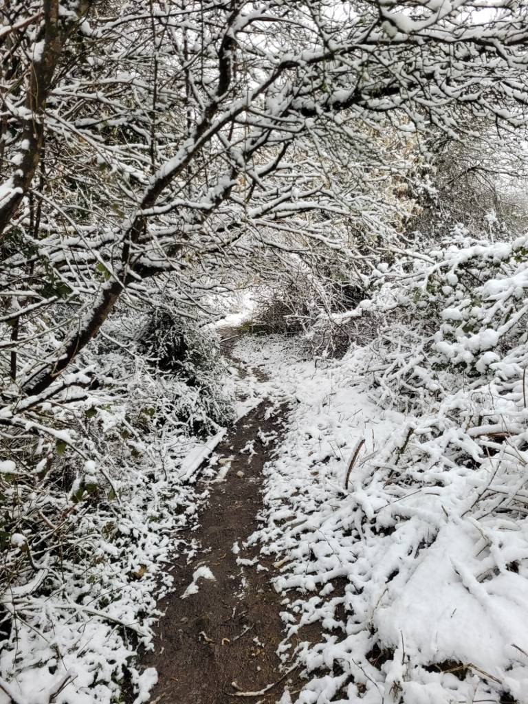 The photograph shows a brown path through the snow and snow laden trees with dark branches. 