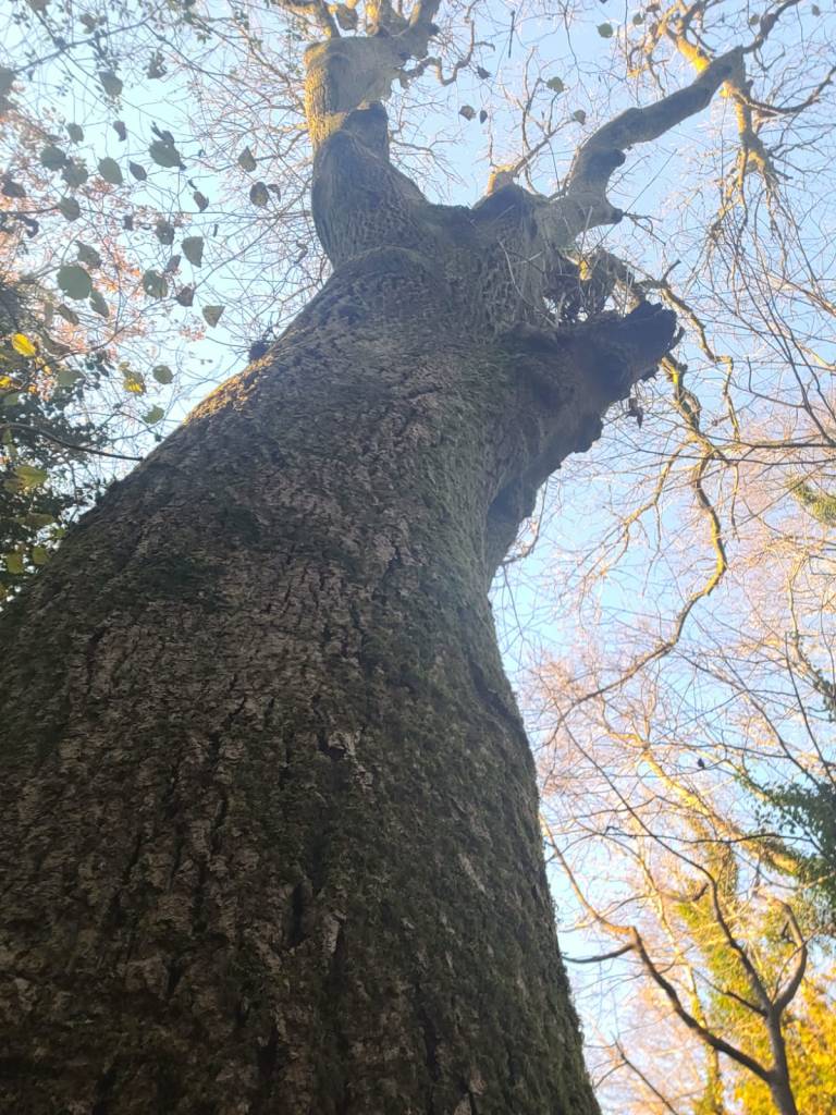 Mae'r llun yn dangos yr onnen y mae clare yn sôn amdani yn y cyfweliad.