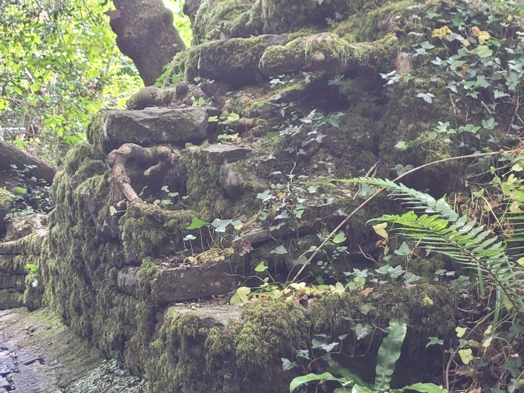 Mae'r llun yn dangos yr onnen y mae clare yn sôn amdani yn y cyfweliad.