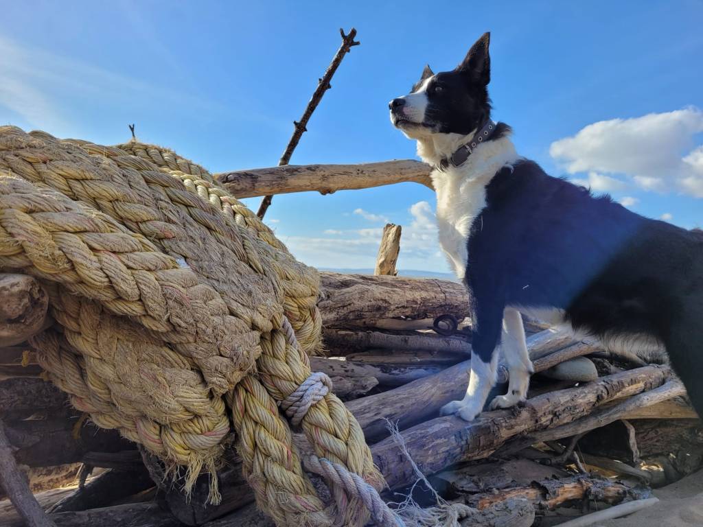 A border collie on the beach beside driftwood and old fishing rope. 