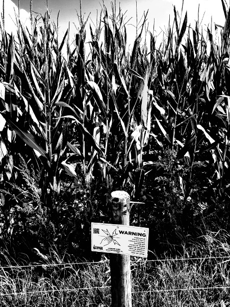 Sheaves of corn behind a barbed wire fence and in the centre a post with a warning sign and a picture of a hand touching and electric sparks flying.

