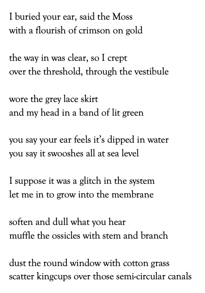 I buried your ear, said the Moss 
with a flourish of crimson on gold 
 
the way in was clear, so I crept 
over the threshold, through the vestibule 
 
wore the grey lace skirt 
and my head in a band of lit green 
 
you say your ear feels it’s dipped in water 
you say it swooshes all at sea level 
 
I suppose it was a glitch in the system  
let me in to grow into the membrane 
 
soften and dull what you hear 
muffle the ossicles with stem and branch 
 
dust the round window with cotton grass 
scatter kingcups over those semi-circular canals 

