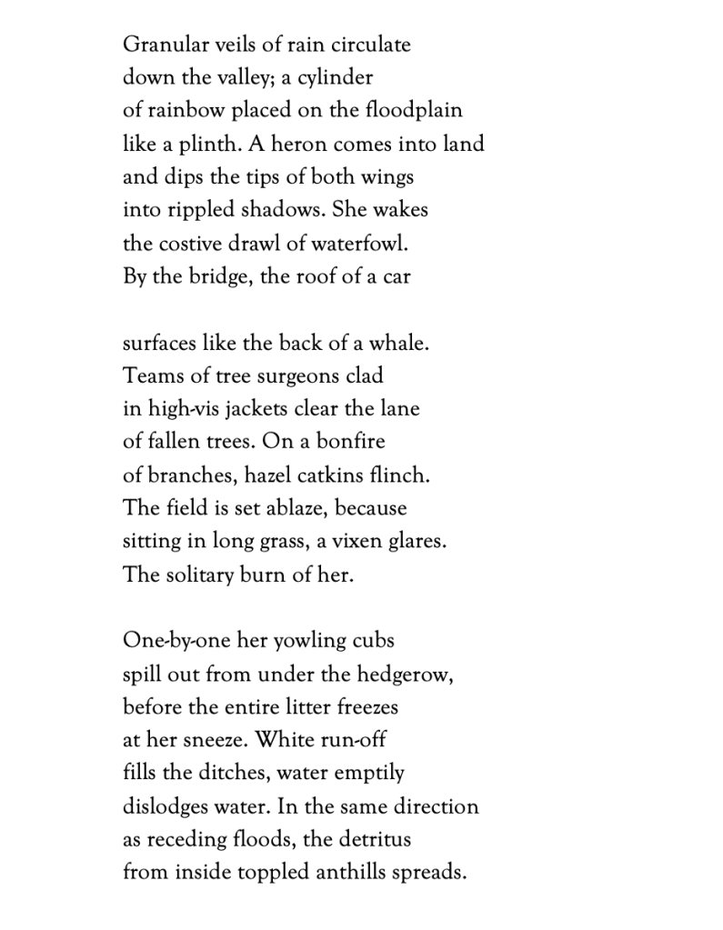 Granular veils of rain circulate
down the valley; a cylinder
of rainbow placed on the floodplain
like a plinth. A heron comes into land
and dips the tips of both wings
into rippled shadows. She wakes
the costive drawl of waterfowl.
By the bridge, the roof of a car
                    	
surfaces like the back of a whale.
Teams of tree surgeons clad
in high-vis jackets clear the lane
of fallen trees. On a bonfire 
of branches, hazel catkins flinch.                   	
The field is set ablaze, because
sitting in long grass, a vixen glares.
The solitary burn of her.
                    	
One-by-one her yowling cubs
spill out from under the hedgerow,
before the entire litter freezes
at her sneeze. White run-off
fills the ditches, water emptily
dislodges water. In the same direction
as receding floods, the detritus
from inside toppled anthills spreads.
