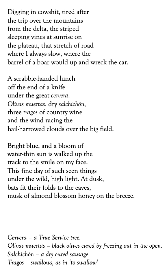 Digging in cowshit, tired after
the trip over the mountains
from the delta, the striped 
sleeping vines at sunrise on 
the plateau, that stretch of road 
where I always slow, where the 
barrel of a boar would up and wreck the car.

A scrabble-handed lunch 
off the end of a knife
under the great cervera.
Olivas muertas, dry salchichón,
three tragos of country wine 
and the wind racing the 
hail-harrowed clouds over the big field.

Bright blue, and a bloom of
water-thin sun is walked up the 
track to the smile on my face.
This fine day of such seen things
under the wild, high light. At dusk,
bats fit their folds to the eaves,
musk of almond blossom honey on the breeze.




Cervera – a True Service tree.
Olivas muertas – black olives cured by freezing out in the open.
Salchichón – a dry cured sausage
Tragos – swallows, as in ‘to swallow’
