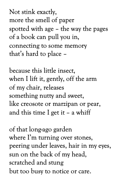 Not stink exactly,
more the smell of paper
spotted with age – the way the pages 
of a book can pull you in,
connecting to some memory
that’s hard to place –

because this little insect,
when I lift it, gently, off the arm
of my chair, releases
something nutty and sweet,                             
like creosote or marzipan or pear,                                     
and this time I get it – a whiff

of that long-ago garden
where I’m turning over stones, 
peering under leaves, hair in my eyes, 
sun on the back of my head,
scratched and stung
but too busy to notice or care.
