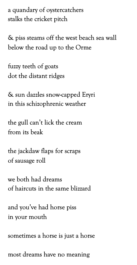 a quandary of oystercatchers
stalks the cricket pitch
& piss steams off the west beach sea wall
below the road up to the Orme
fuzzy teeth of goats
dot the distant ridges
& sun dazzles snow-capped Eryri
in this schizophrenic weather
the gull can’t lick the cream
from its beak
the jackdaw flaps for scraps
of sausage roll
we both had dreams
of haircuts in the same blizzard
and you’ve had horse piss
in your mouth
sometimes a horse is just a horse
most dreams have no meaning