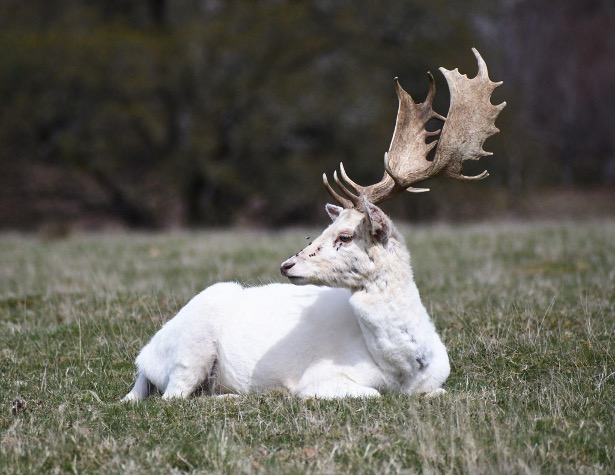 A white stag reclining