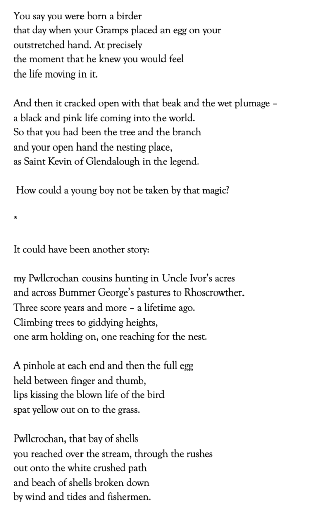 Poem text:You say you were born a birder
that day when your Gramps placed an egg on your
outstretched hand. At precisely
the moment that he knew you would feel
the life moving in it.
And then it cracked open with that beak and the wet plumage –
a black and pink life coming into the world.
So that you had been the tree and the branch
and your open hand the nesting place,
as Saint Kevin of Glendalough in the legend.
How could a young boy not be taken by that magic?
*
It could have been another story:
my Pwllcrochan cousins hunting in Uncle Ivor’s acres
and across Bummer George’s pastures to Rhoscrowther.
Three score years and more – a lifetime ago.
Climbing trees to giddying heights,
one arm holding on, one reaching for the nest.
A pinhole at each end and then the full egg
held between finger and thumb,
lips kissing the blown life of the bird
spat yellow out on to the grass.
Pwllcrochan, that bay of shells
you reached over the stream, through the rushes
out onto the white crushed path
and beach of shells broken down
by wind and tides and fishermen.