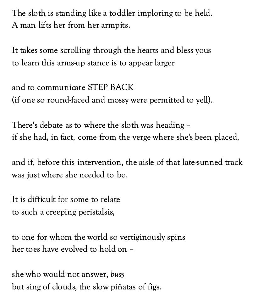 Poem text: The sloth is standing like a toddler imploring to be held.
A man lifts her from her armpits. 

It takes some scrolling through the hearts and bless yous
to learn this arms-up stance is to appear larger

and to communicate STEP BACK
(if one so round-faced and mossy were permitted to yell).

There's debate as to where the sloth was heading – 
if she had, in fact, come from the verge where she's been placed,

and if, before this intervention, the aisle of that late-sunned track
was just where she needed to be.

It is difficult for some to relate 
to such a creeping peristalsis,

to one for whom the world so vertiginously spins
her toes have evolved to hold on –

she who would not answer, busy
but sing of clouds, the slow piñatas of figs.
