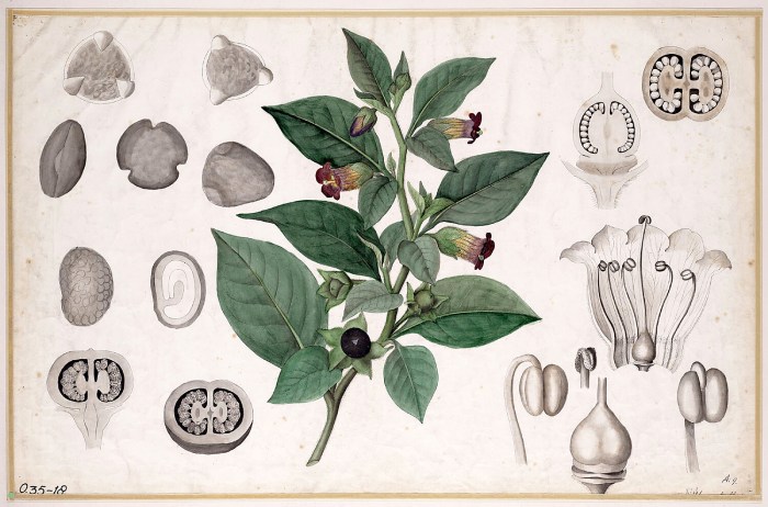 Diagram of the parts of the belladonna plant