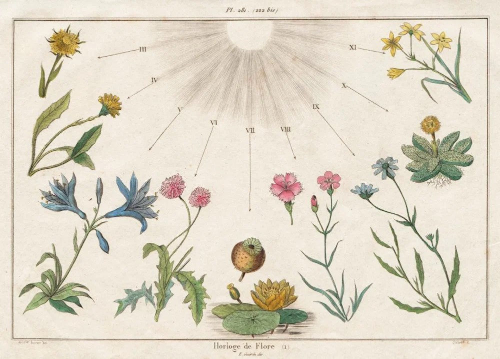 Illustration of various flowers arranged in a circle around a sun, showing different blooming stages with numbered arrows pointing to each flower