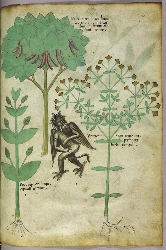 Three botanical illustrations of plants with Latin text and a small mythical creature with wings and claws