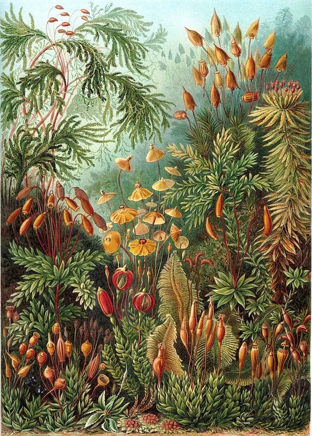 Various species of mosses and small plants with capsule-like structures in a natural setting