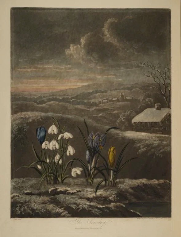 Illustration of snowdrop and crocus flowers blooming in a snowy countryside landscape with distant hills and a cottage