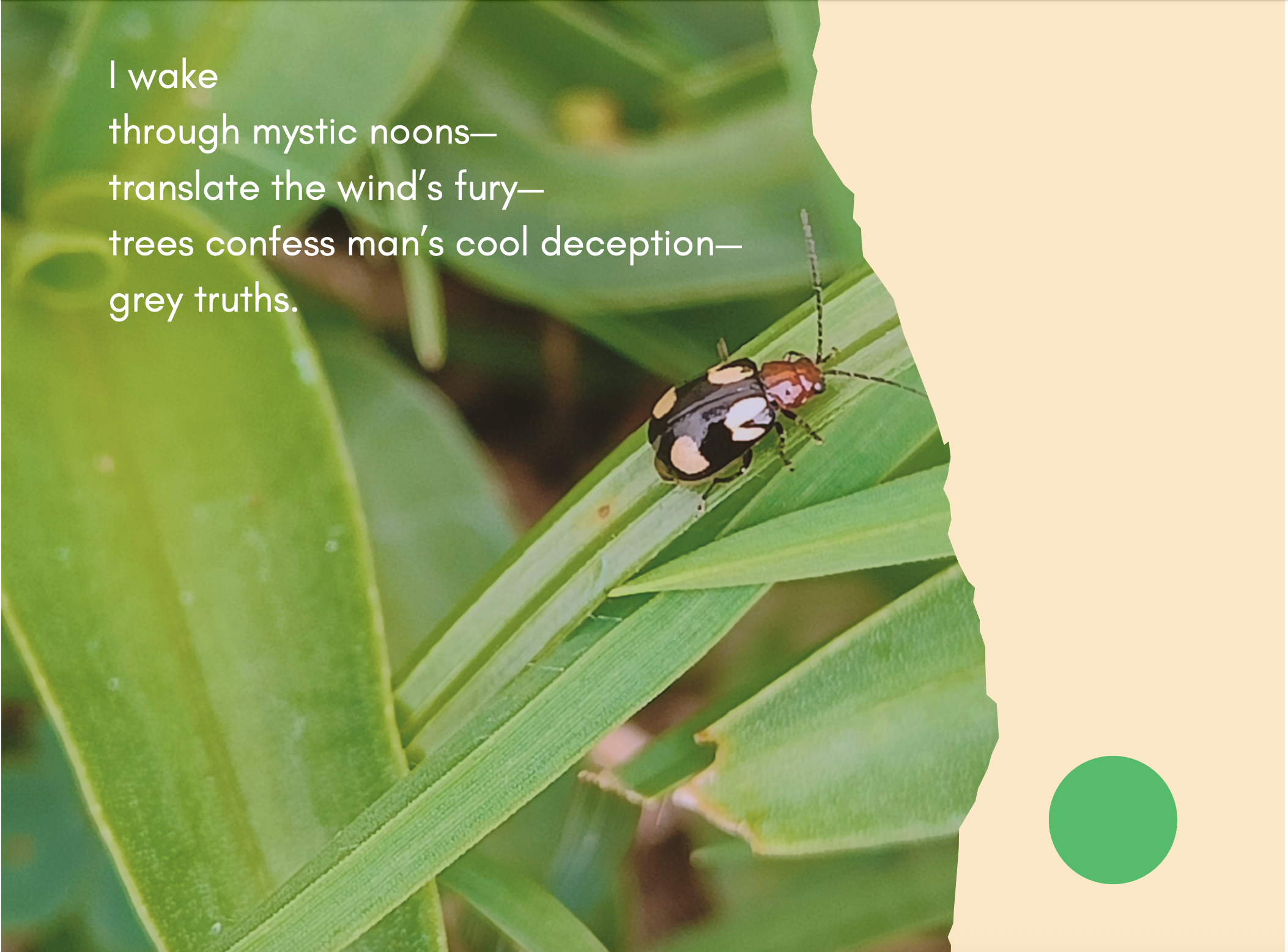 Close up of a bug on a leaf - the text reads: I wake
through mystic noons—
translate the wind’
s fury—
trees confess man
’
s cool deception—
grey truths.