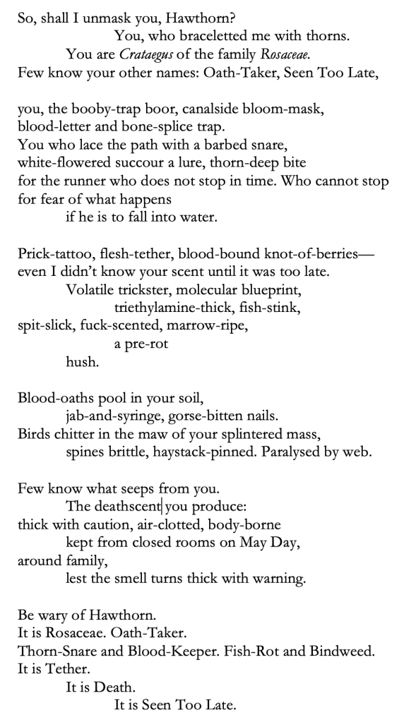 So, shall I unmask you, Hawthorn? 
		You, who braceletted me with thorns. 
You are Crataegus of the family Rosaceae.
Few know your other names: Oath-Taker, Seen Too Late,

you, the booby-trap boor, canalside bloom-mask,
blood-letter and bone-splice trap.
You who lace the path with a barbed snare,
white-flowered succour a lure, thorn-deep bite
for the runner who does not stop in time. Who cannot stop 
for fear of what happens
if he is to fall into water.

Prick-tattoo, flesh-tether, blood-bound knot-of-berries—
even I didn’t know your scent until it was too late.
	Volatile trickster, molecular blueprint,
		triethylamine-thick, fish-stink, 
spit-slick, fuck-scented, marrow-ripe,
a pre-rot 
hush.

Blood-oaths pool in your soil,
	jab-and-syringe, gorse-bitten nails.
Birds chitter in the maw of your splintered mass,
	spines brittle, haystack-pinned. Paralysed by web.

Few know what seeps from you.
	The deathscent you produce:
thick with caution, air-clotted, body-borne
	kept from closed rooms on May Day, 
around family,
lest the smell turns thick with warning.

Be wary of Hawthorn.
It is Rosaceae. Oath-Taker.
Thorn-Snare and Blood-Keeper. Fish-Rot and Bindweed.
It is Tether.
It is Death.
		It is Seen Too Late.
