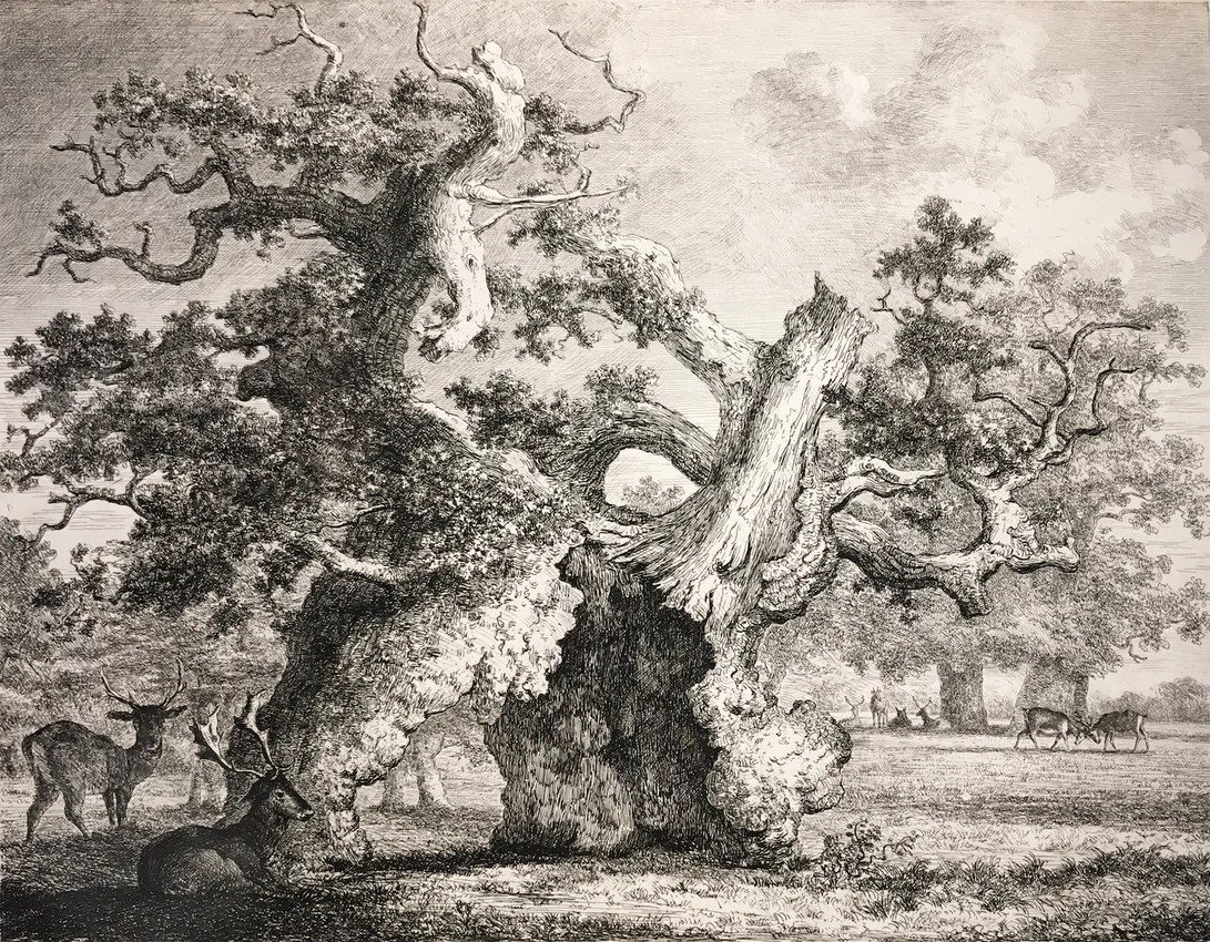 An old hollow tree with gnarled branches surrounded by deer resting and grazing in a natural landscape