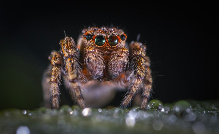 Close up of a spider face
