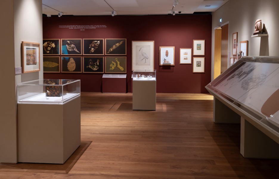 Exhibition room with framed artworks and botanical illustrations displayed on burgundy walls and in glass cases