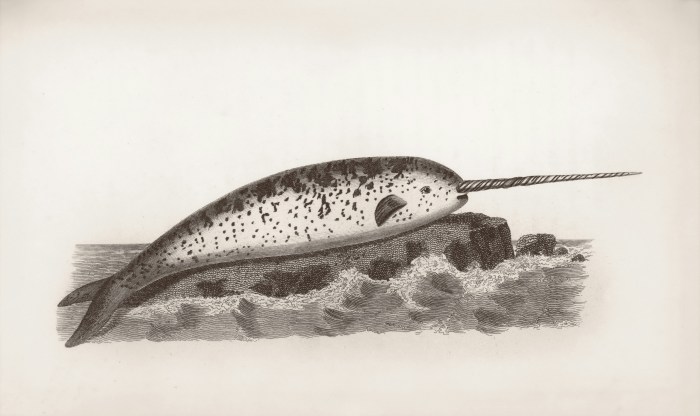 Black and white print of a Narhwal