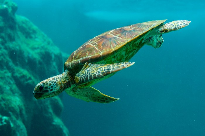 Turtle swimming